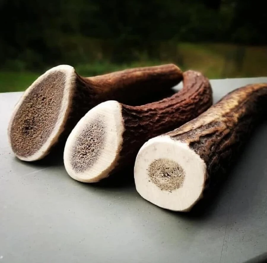 Evident Bois De Cerf Entier XS - Image 3