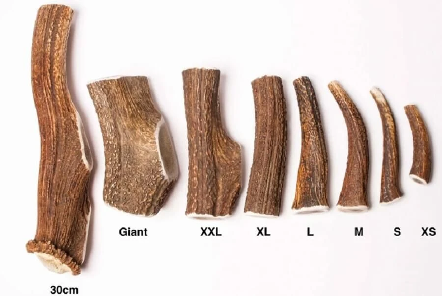 Evident Bois De Cerf Entier XS - Image 2