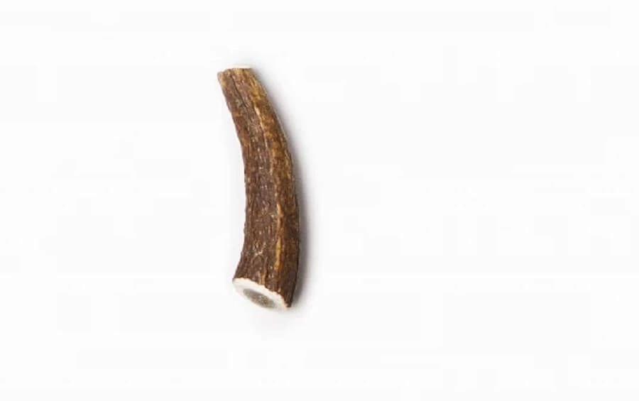 Evident Bois De Cerf Entier XS