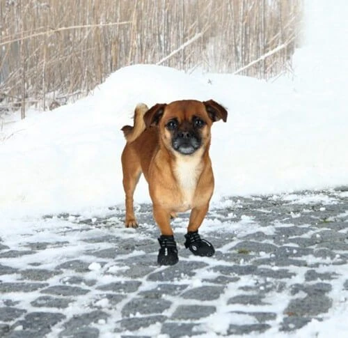 Trixie Bottes Protection Walker Active XS - S X 2 - Image 2