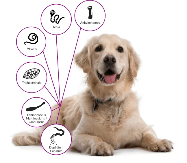 Drontal Chien 6 Cps - Image 3